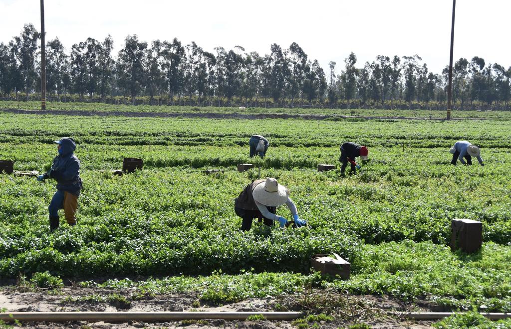El Gobierno mexicano reanudó este domingo el Programa de Trabajadores Agrícolas Temporales (PTAT) con Canadá al acordar mejores condiciones sanitarias para los jornaleros tras la muerte de al menos dos de ellos por COVID-19. (ARCHIVO)