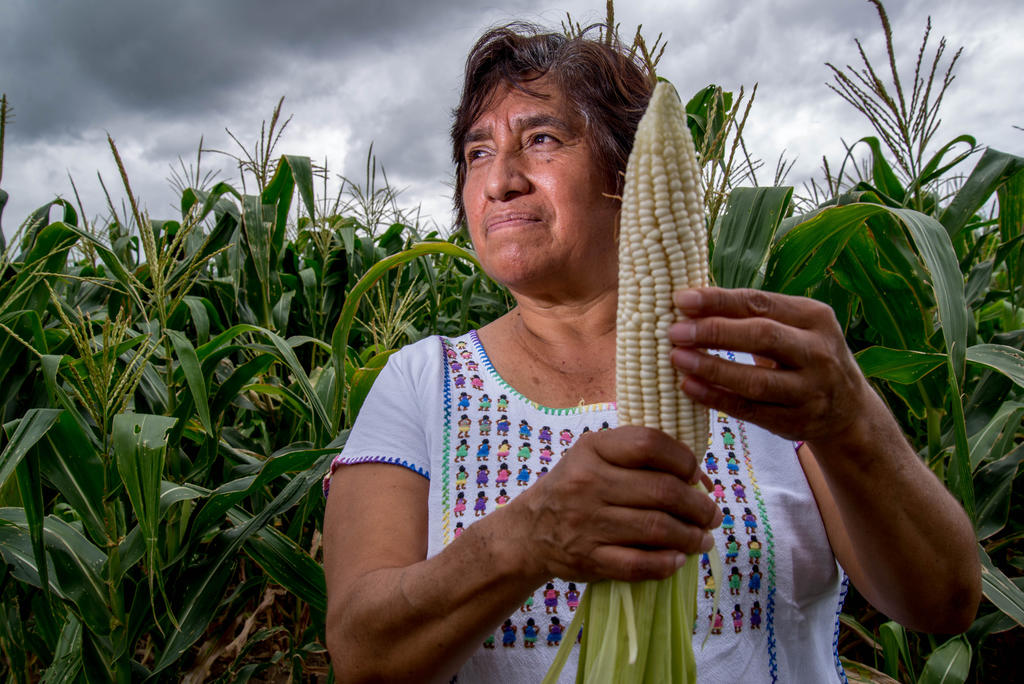 La Secretaría de Agricultura y Desarrollo Rural (Sader) de México advirtió este lunes que la agricultura de temporal tendrá un buen ciclo en el periodo Primavera-Verano 2020 porque las lluvias están cerca de la media histórica. (ARCHIVO)