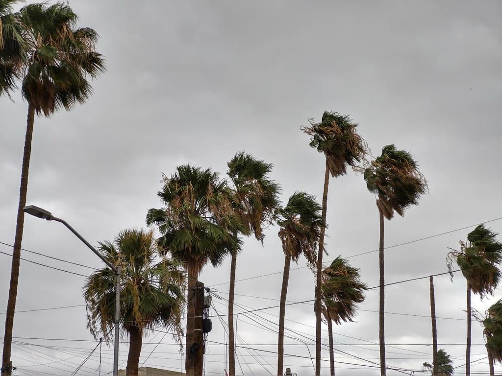 EL viento azotó las palmas del Centro de Torreón. (VERÓNICA RIVERA)