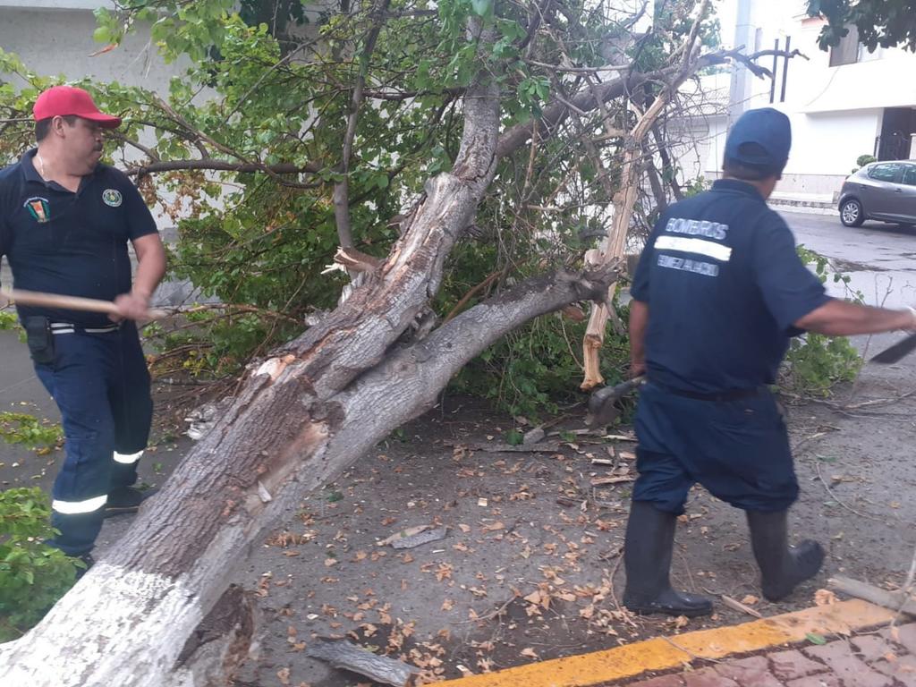 El personal del departamento de Bomberos atendió 17 reportes de árboles caídos en distintas colonias del municipio. (EL SIGLO DE TORREÓN)