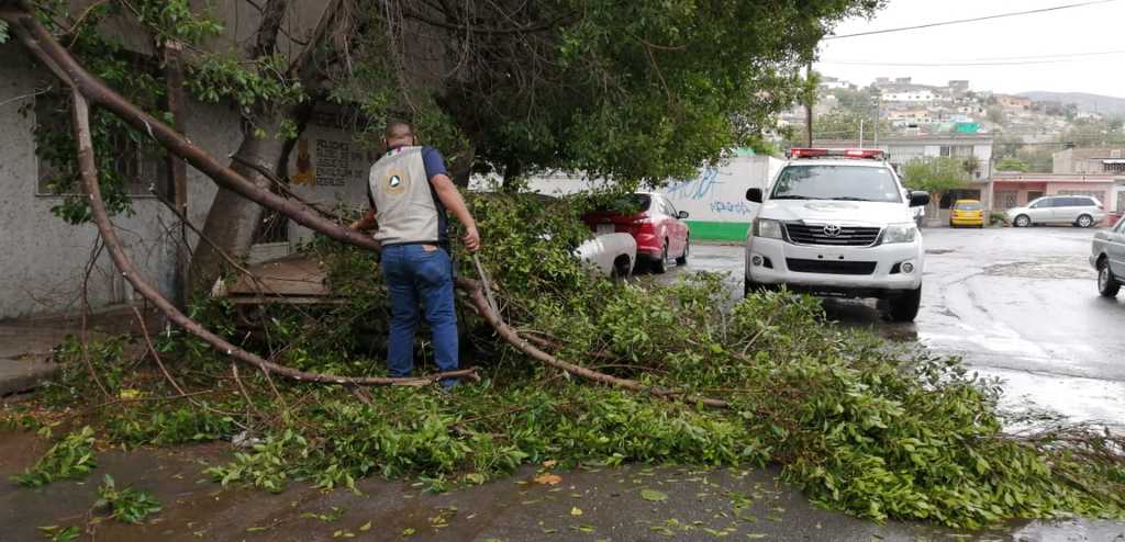 El director de Servicios Públicos comentó que hasta la tarde de ayer había el reporte de decenas de árboles derribados. (EL SIGLO DE TORREÓN)