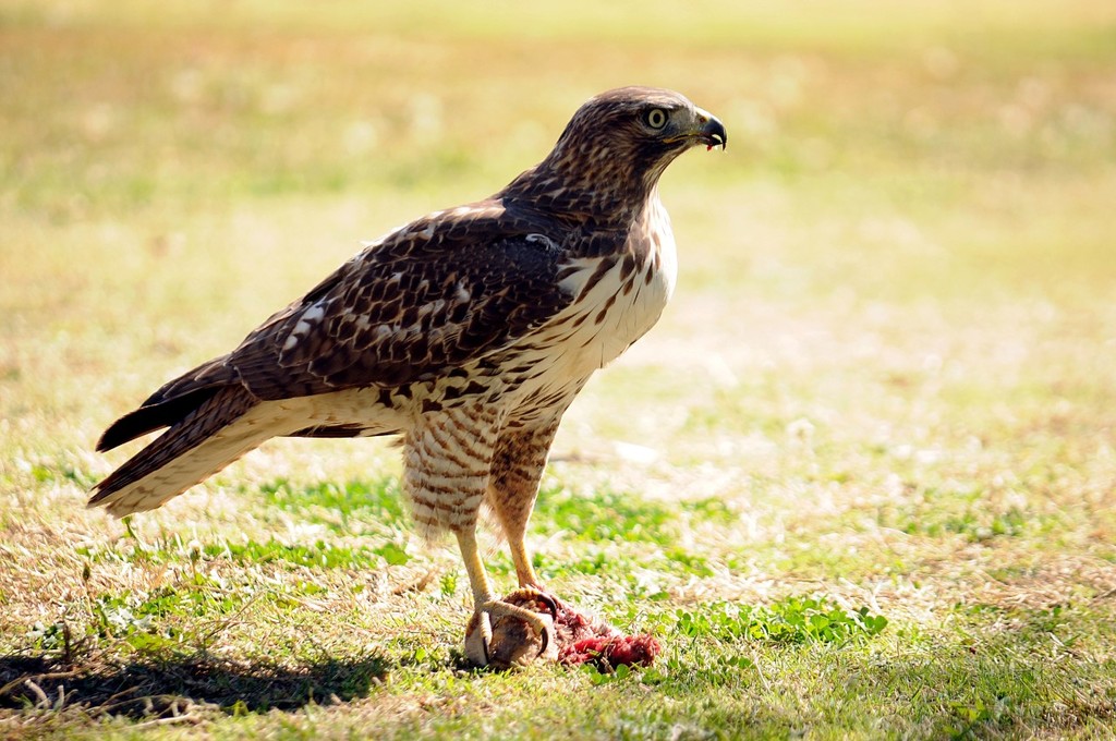Diferentes especies de aves fueron avistadas en pleno campo de golf, en busca de comida para alimentarse. (Fotografías de RaveloSport)