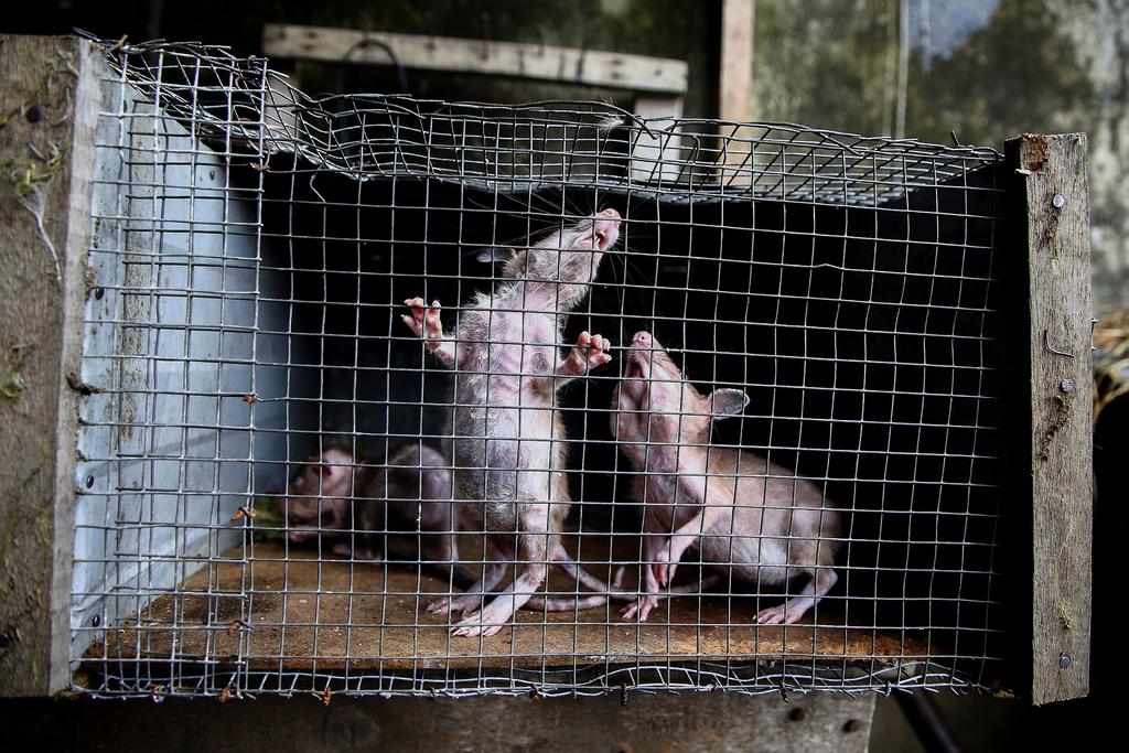 Esta investigación en roedores se remonta a la década de los 60, cuando Bill Lane-Petter creó un informe en el que se revelaba el comportamiento 'perverso' de las ratas madre cuando están malnutridas.  (ARCHIVO) 