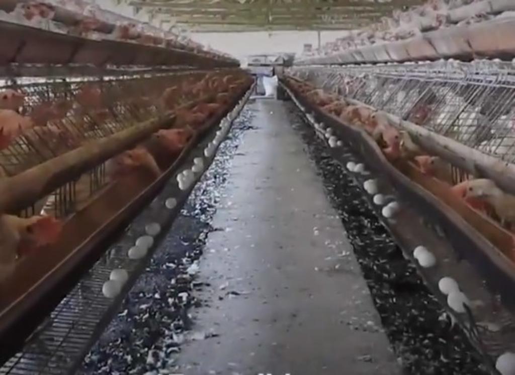 De acuerdo a los datos recabados por la organización, en las granjas se les suplementan antibióticos a las gallinas enfermas, lo que no solo 'contamina' su organismo, sino también los huevos que producen. (TWITTER) 