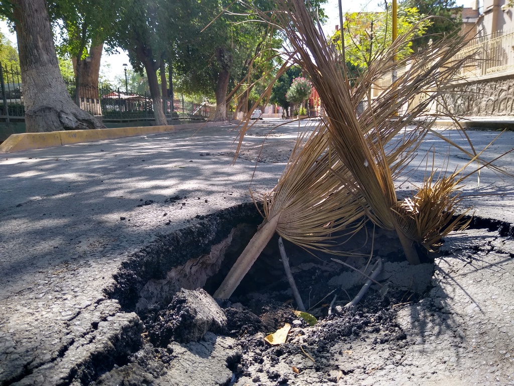 Los vecinos colocaron una rama de una palmera para advirtir del enorme hoyo que se encuentra a los automovilistas.