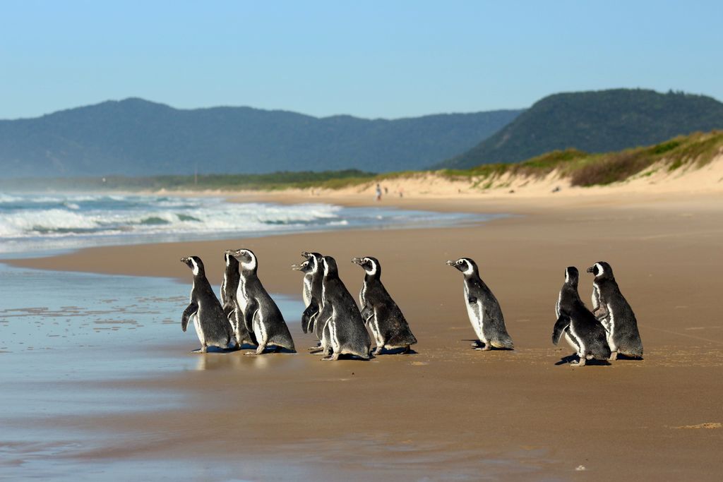 Tan solo en la primera semana de julio fueron rescatados 353 pingüinos, 176 de ellos en playas del estado de Río de Janeiro. (EFE) 