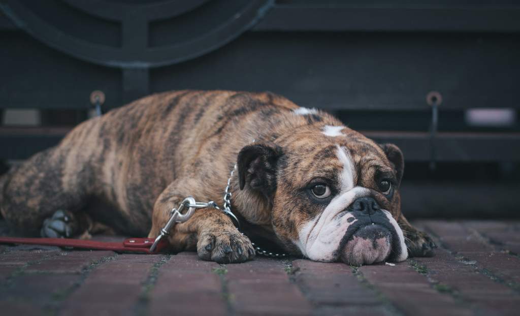 Durante los primeros días del semáforo amarillo en los países europeos, los veterinarios han atendido múltiples complicaciones de salud en los perros debido al abuso de los desinfectantes.  (ESPECIAL)