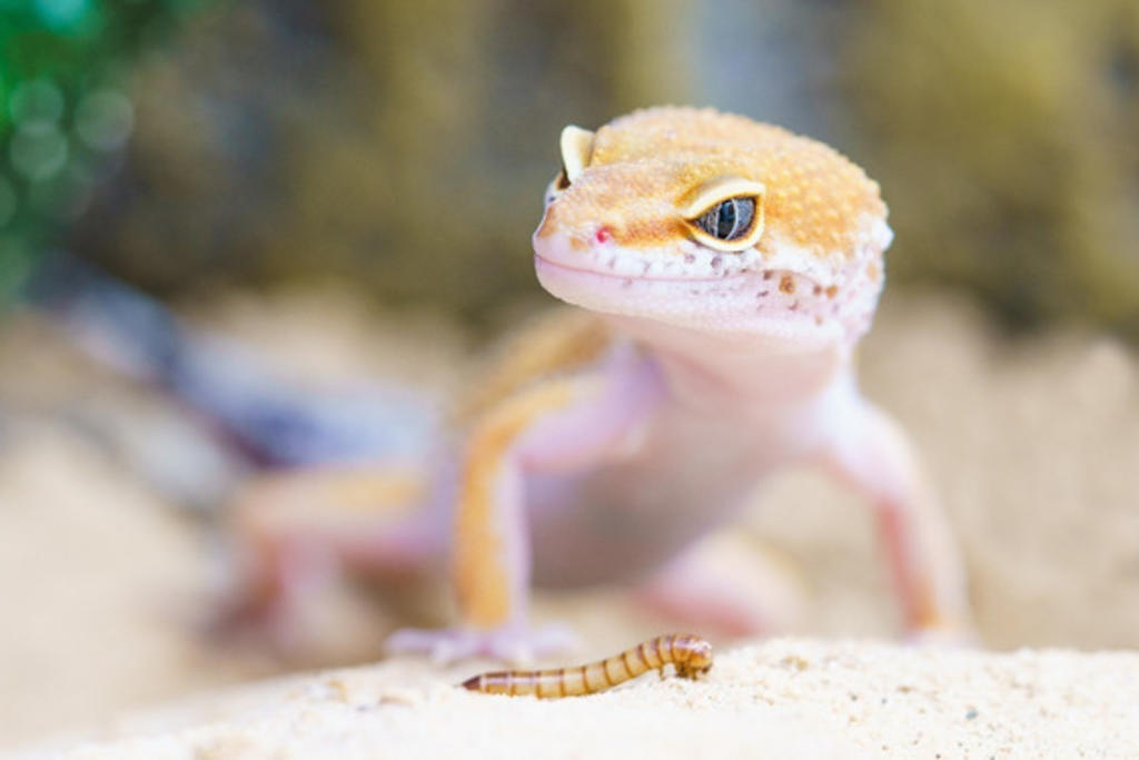 El gecko albino es una especie de lagarto, cuya característica es que tiene un tono blanco rosáceo; suelen medir entre 15 y 30 centímetros de longitud.
(ARCHIVO)