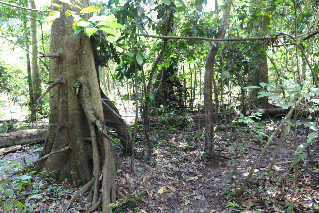 Científicos de varios países han diseñado, tras diez años de trabajo, un protocolo que permite mejorar el monitoreo y el estudio de los bosques secos tropicales de América Latina, los más 'olvidados'. (ARCHIVO) 