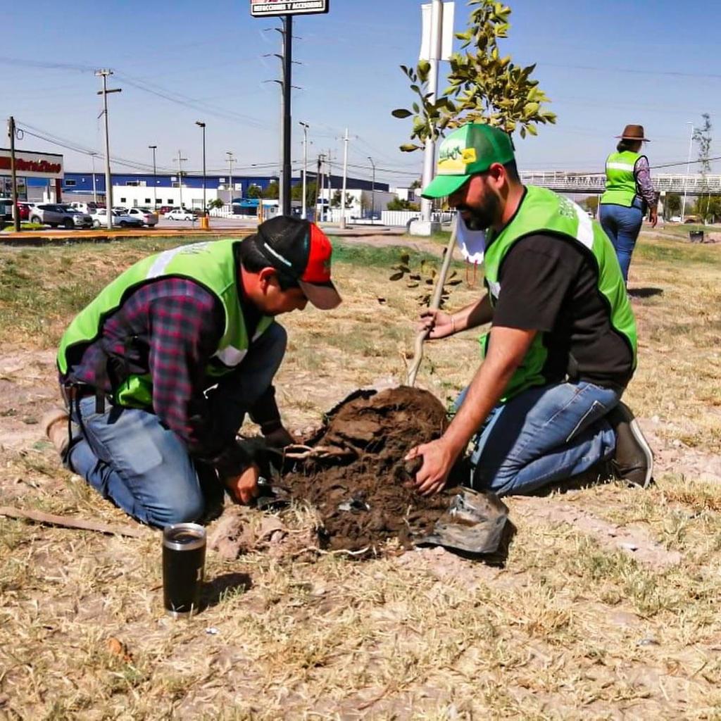 Se ha estado entregando árboles para plantarlos en diferentes zonas del municipio de Gómez.