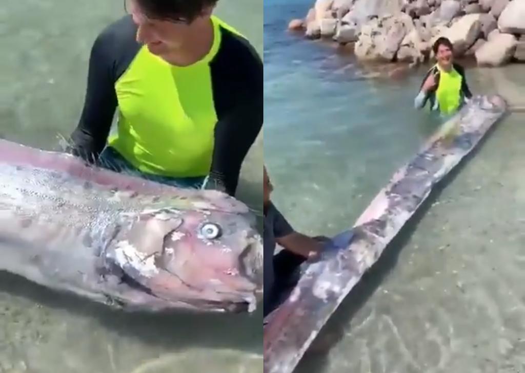 El animal fue visto en las costas de Baja California Sur, generando 'inquietud' entre internautas (CAPTURA) 