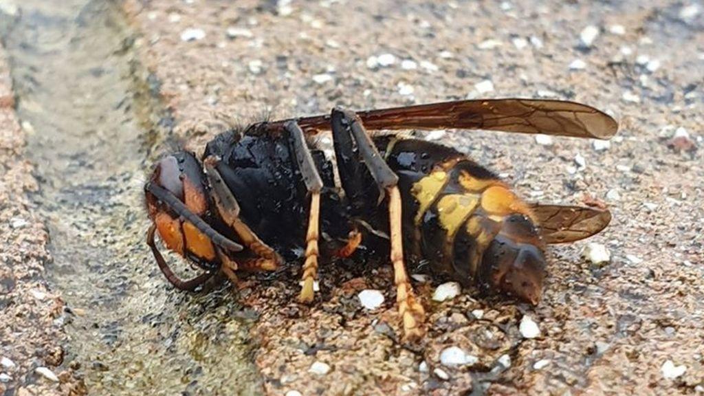 Ante las posibilidades de que el avispón asiático se acerque a México, una especialista de la Universidad Nacional Autónoma de México (UNAM) instó a la población a distinguir las diferencias entre esta especie y las abejas nativas para evitar su destrucción, pues esta especie es la responsable del 75% de la polinización de frutas y verduras en el mundo. (ESPECIAL) 