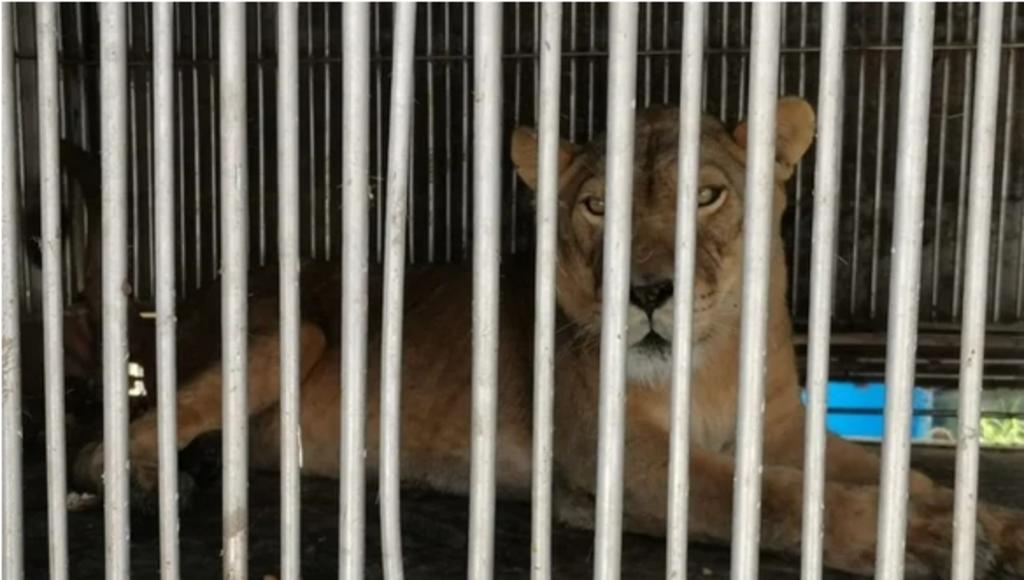 Una leona en condiciones de aparente maltrato, que era mantenida en un remolque con jaula en un taller mecánico de Santa María Chiconautla, fue detectada por policías locales. (ESPECIAL)