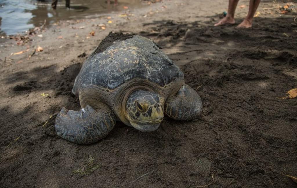La tortuga presentaba una ruptura en su caparazón a causa de un golpe que recibió por parte de una lancha pesquera (ESPECIAL) 