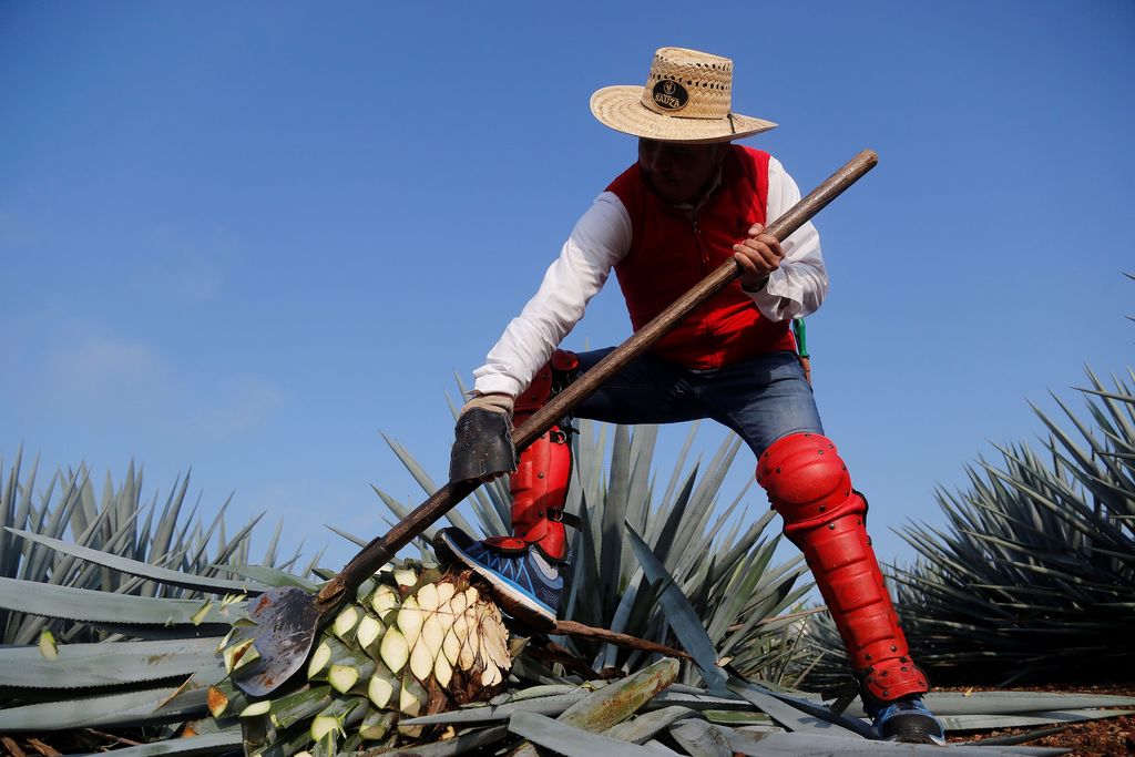 Identidad. El tequila es uno de los productos con los que más se identifica a la cultura mexicana en el mundo.