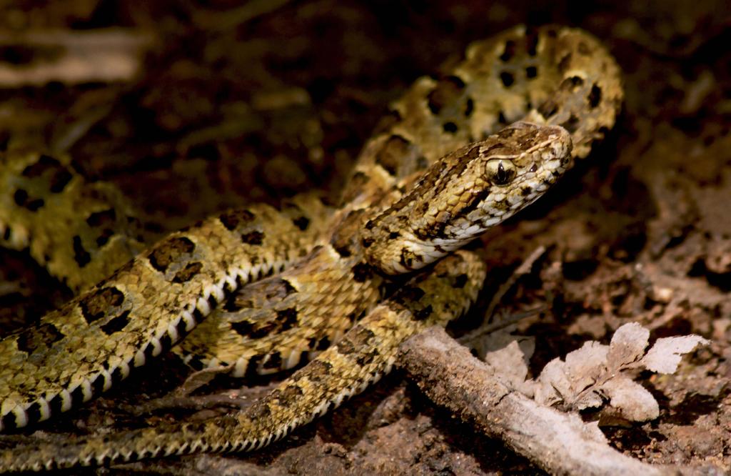 Cuba reveló la existencia de una nueva especie de serpiente, la Tropidophis steinleini sp. nov., que habita en Punta Maisí, el extremo más oriental de la isla ubicado en la provincia de Guantánamo. (ARCHIVO) 