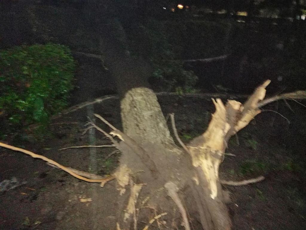 Leopoldo Jiménez Mercado, director de Servicios Públicos del municipio, explicó que debido a las precipitaciones pluviales, la tierra del paseo público se humedeció al grado que los vientos registrados lograron arrancar el árbol desde las raíces.
(EL SIGLO DE TORREÓN)