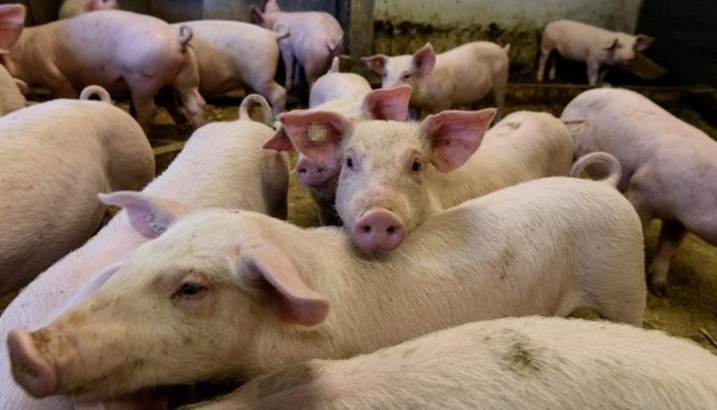 Hasta el momento se sabe que la variante de la influenza H1N2 sólo sería transmisible de cerdos a humanos (ESPECIAL)  