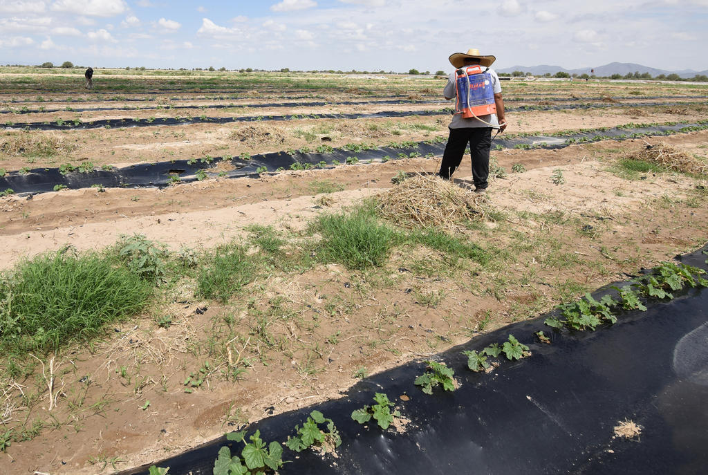 Mientras que para los productores de cultivos de melón de temporal son benéficas las lluvias que desde hace días se presentan en La Laguna, para otros representan pérdidas considerables. (JESÚS GALINDO)