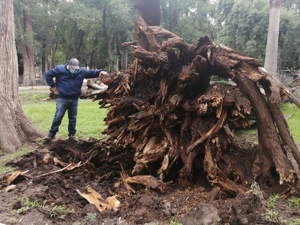 Se utilizarán las partes de algunos árboles para elaborar macetones que adornen el mismo Parque Guadiana.