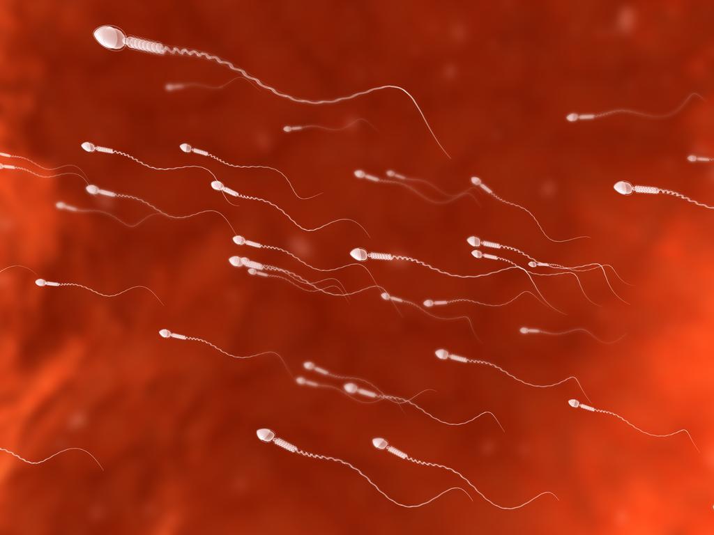 Los espermatozoides humanos no nadan haciendo oscilar la cola, como se ha pensado durante más de 300 años. Esa forma de moverse es solo una ilusión óptica que ha desenmascarado un equipo de investigadores. (ESPECIAL) 