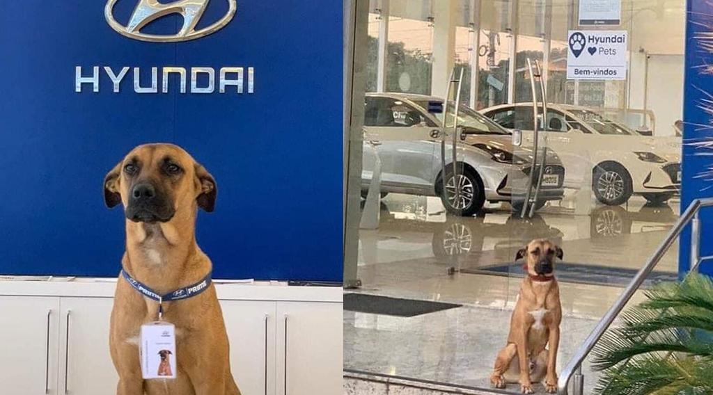 Las imágenes que se han viralizado en la red, muestran al can portando su gafete dentro de la agencia (CAPTURA) 