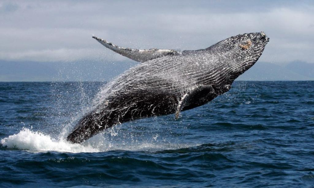 Se cree que una de las ballenas intentaba defender a su cría. (INTERNET)