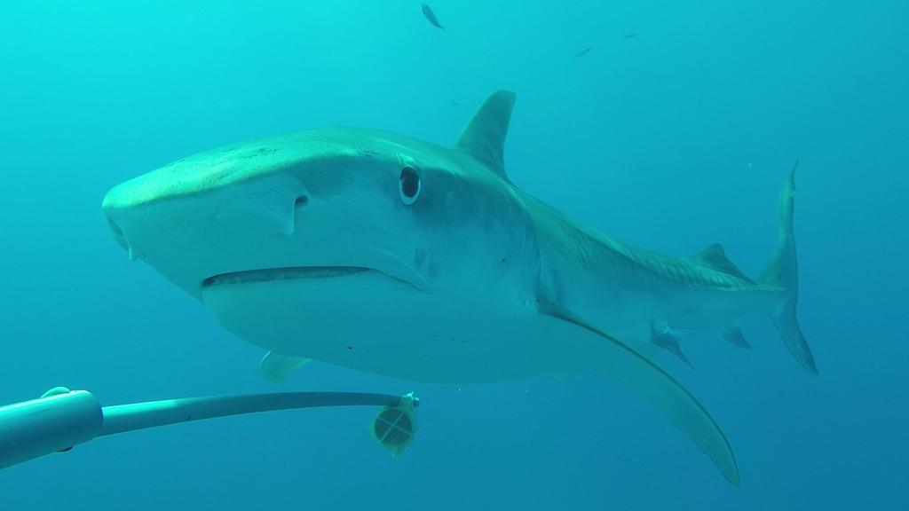 Científicos de la Fundación Charles Darwin junto a otros investigadores localizaron por primera vez a dos especies de tiburón nunca observados antes en aguas profundas de la Reserva Marina de Galápagos. (ARCHIVO) 