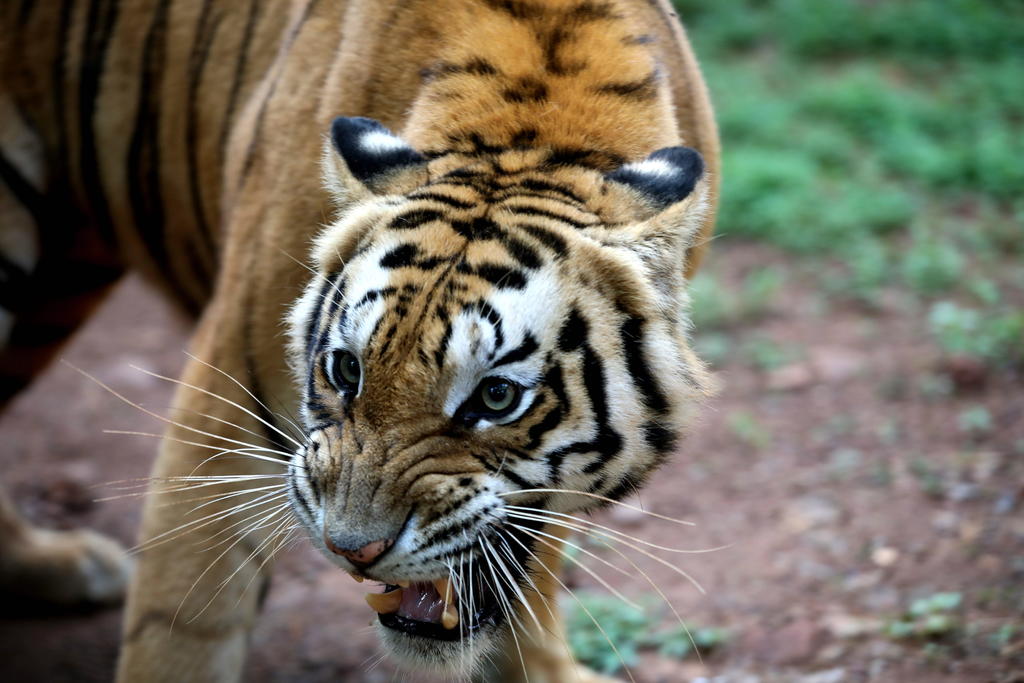 La población de tigres salvajes de Tailandia se ha duplicado en los últimos siete años, de entre 60 y 80 en 2013 a 160 ejemplares en 2020, además de extenderse a nuevos territorios en el oeste del país. (ARCHIVO) 