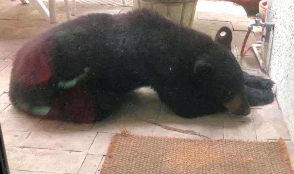 Luego de varias semanas de avistamiento de un oso negro en colonias de San Pedro Garza García, en Monterrey, Nuevo León, las autoridades finalmente lo capturaron. (INTERNET)