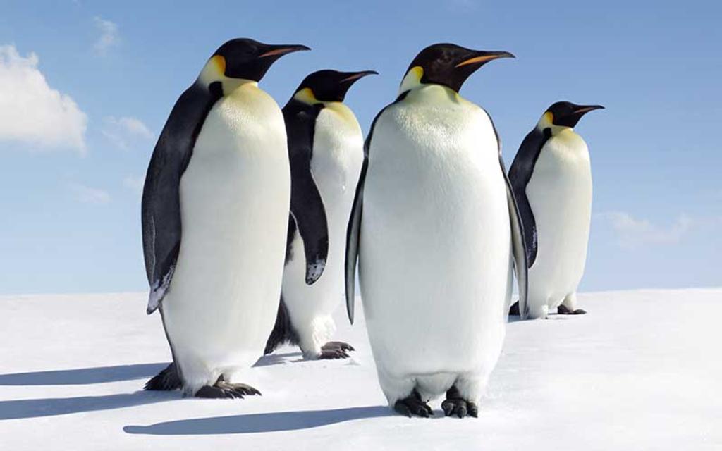 Un nuevo estudio ha revelado que existe un 20 % más de colonias de pingüino emperador en la Antártida de lo que se creía, lo que supone un 'importante punto de referencia' para analizar el impacto de los cambios medioambientales en los hábitats de estos animales. (ESPECIAL) 