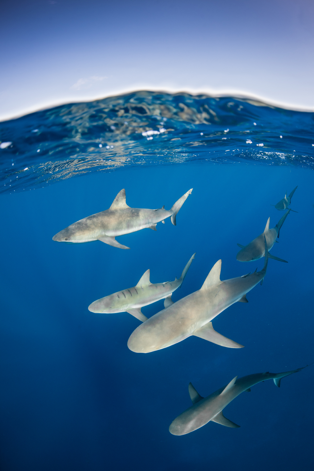 Grupo de tiburones en Cuba. (CORTESÍA / Iskander Itriago)
