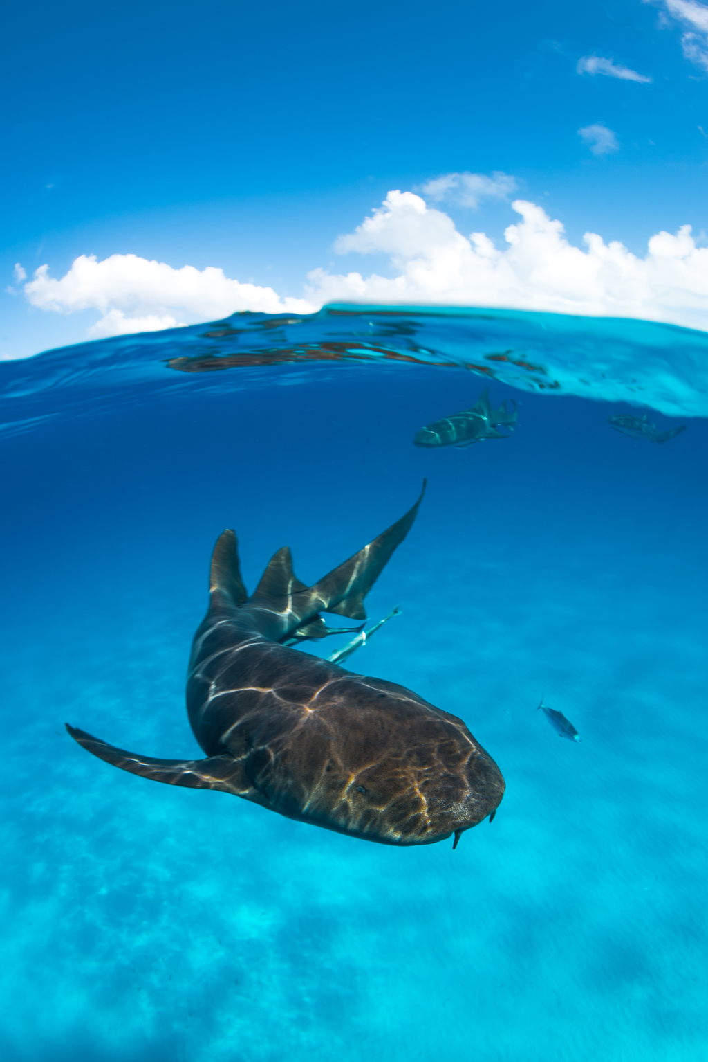Tiburón nodriza en Bimini (Bahamas). (CORTESÍA / Iskander Itriago)

