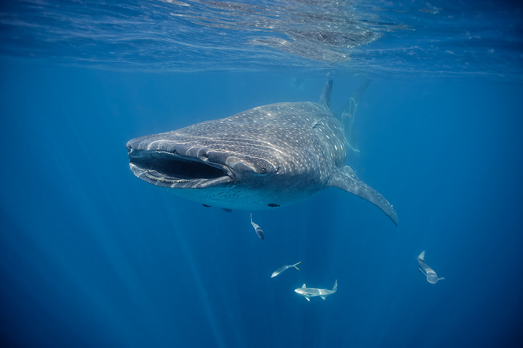Tiburón ballena en Cancún. (CORTESÍA / Iskander Itriago)