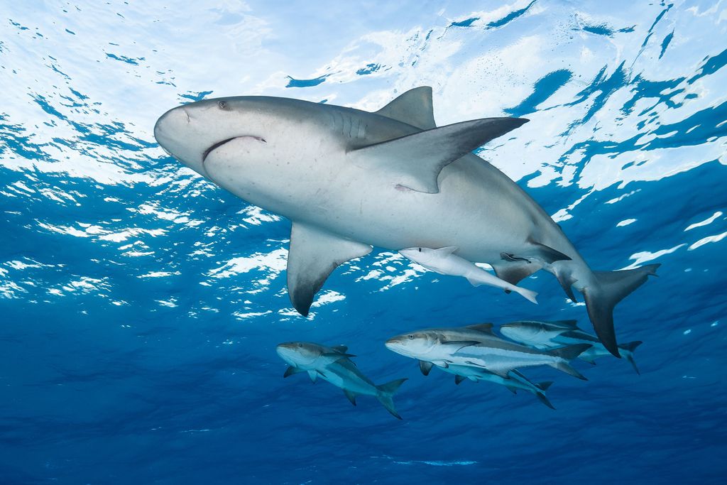 Un tiburón toro acompañado de cobias en Bahamas. (CORTESÍA / Iskander Itriago)