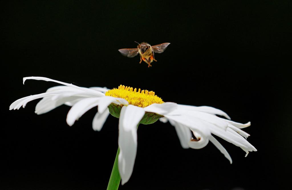 Las abejas silvestres, cuya labor polinizadora es crucial en la producción de alimentos para la humanidad, muestran un deterioro de su salud y visitan menos flores en áreas donde la urbanización contamina el aire. (ARCHIVO) 