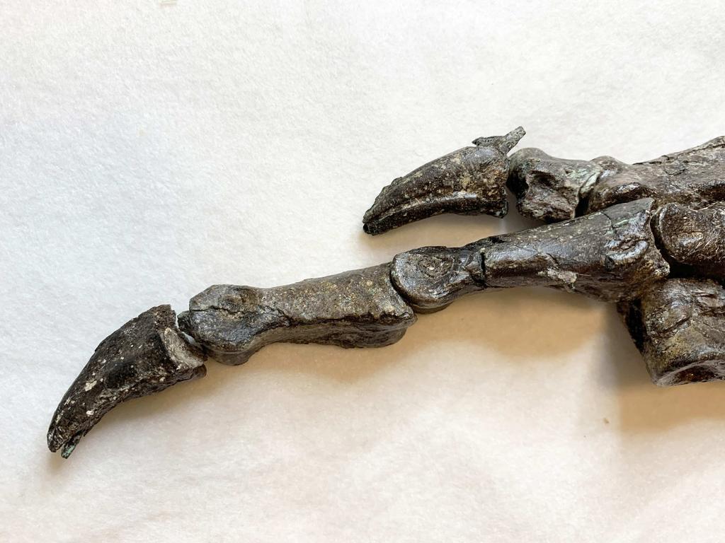 Paleontólogos de la Universidad de Southampton han descubierto en la isla de Wight, al sur de Inglaterra (Reino Unido), restos óseos que pueden pertenecer a una nueva especie de dinosaurio. (ARCHIVO) 