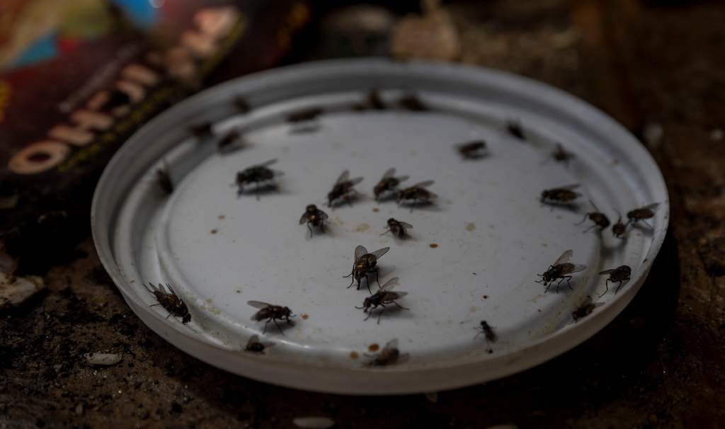 Debido a la gran presencia de moscas que se vive en La Laguna, los habitantes han recurrido a remedios populares con el fin de espantarlas de su vivienda.  (ARCHIVO)