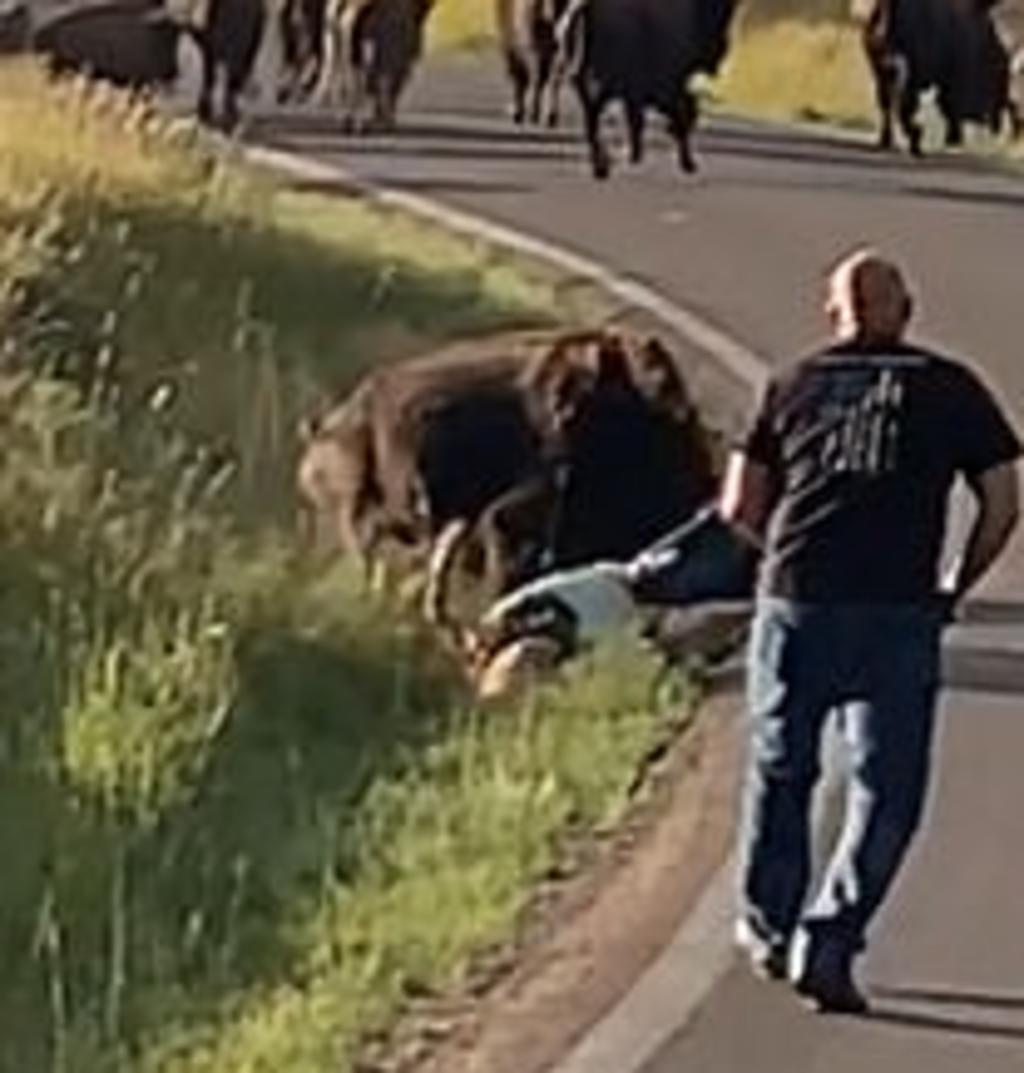 Mujer es ferozmente atacada por un bisonte por haberse acercado demasiado
