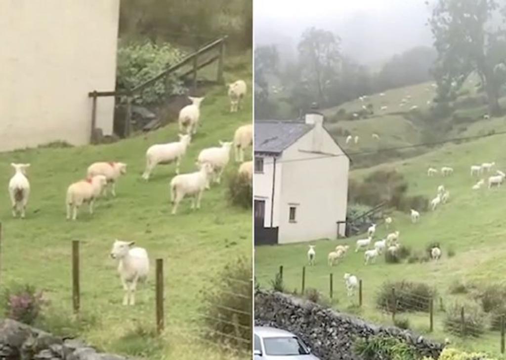 Algunos usuarios teorizan que las ovejas se mantuvieron sin moverse a causa del frío y la lluvia. (INTERNET)