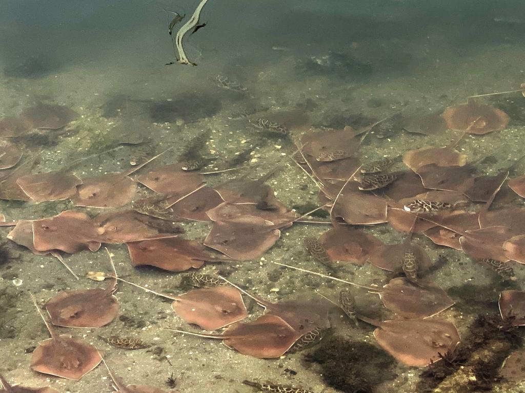 Las autoridades medioambientales de Florida (EUA) determinaron que la muerte masiva de peces en la Bahía Vizcaína (Biscayne Bay) de Miami es el resultado de un bajo nivel de oxígeno disuelto en el agua. (ARCHIVO) 