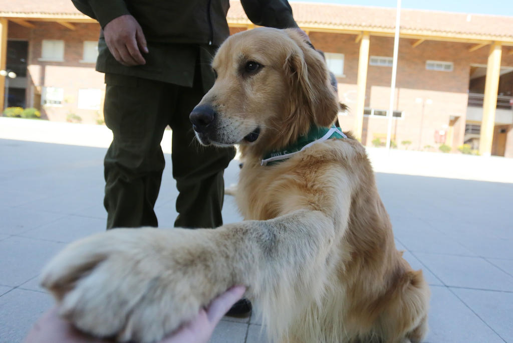 Sonora prepara, junto a investigadores extranjeros, mexicanos y expertos en entrenamiento canino, a nueve perros para detectar casos de COVID-19. (ARCHIVO)