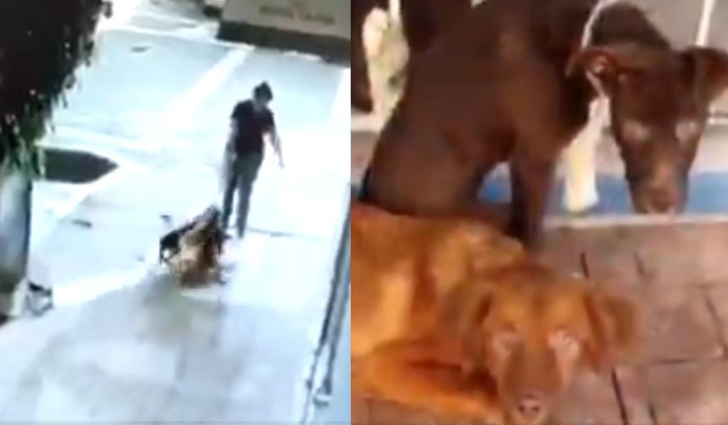 Denuncian en redes sociales los hechos como maltrato animal, ya que los perros pudieron ahorcarse al verse atados a la fachada de la veterinaria (CAPTURA) 