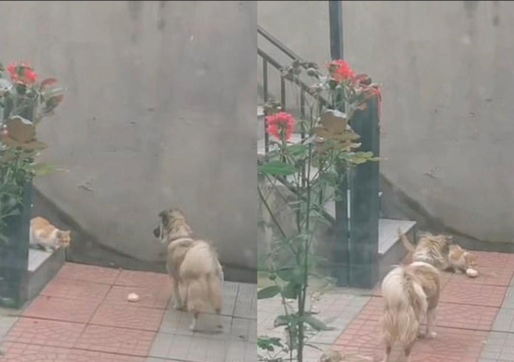 Un vecino grabó el suceso pensando que el can pelearía con el minino por estar en su propiedad, pero éste resultó en todo lo contrario. (DailyMail) 