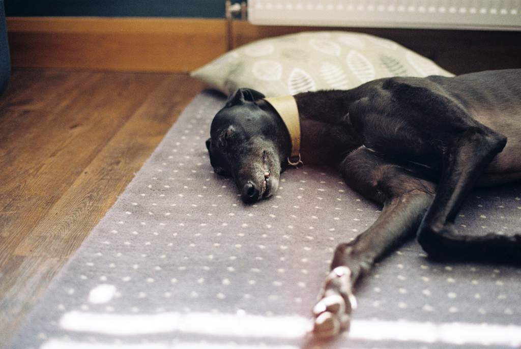 Las almohadillas de los perros es la zona de su cuerpo con la piel más gruesa, ya que cumplen la misma función que los pies.  (ESPECIAL)