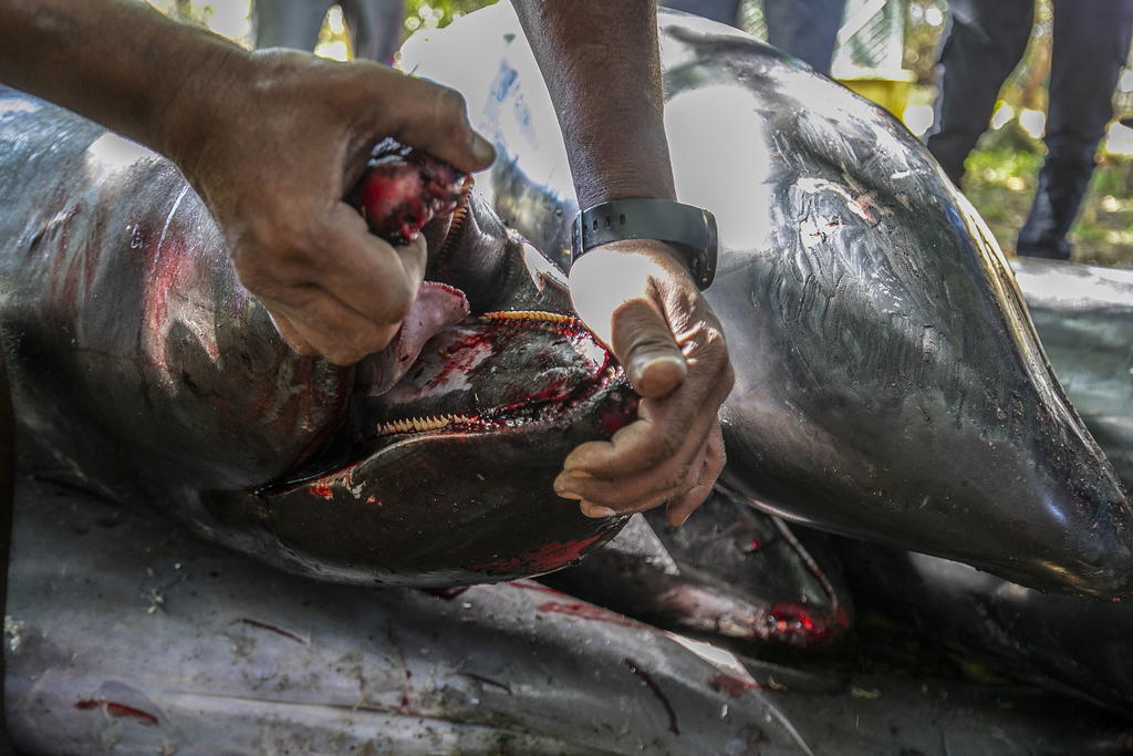 Greenpeace Africa confirmó la cifra, después de que ayer ya advirtiera que esperaban un número de delfines muertos mayor. (EFE)