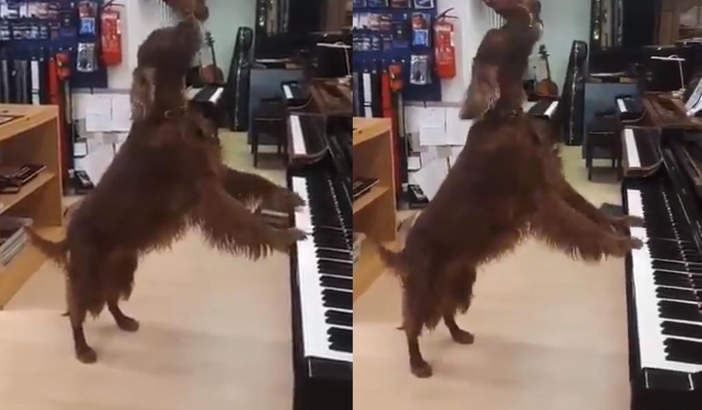 En el video la perra aulla 'entusiasmada' mientras toca el piano, pareciendo que está cantando (CAPTURA)  