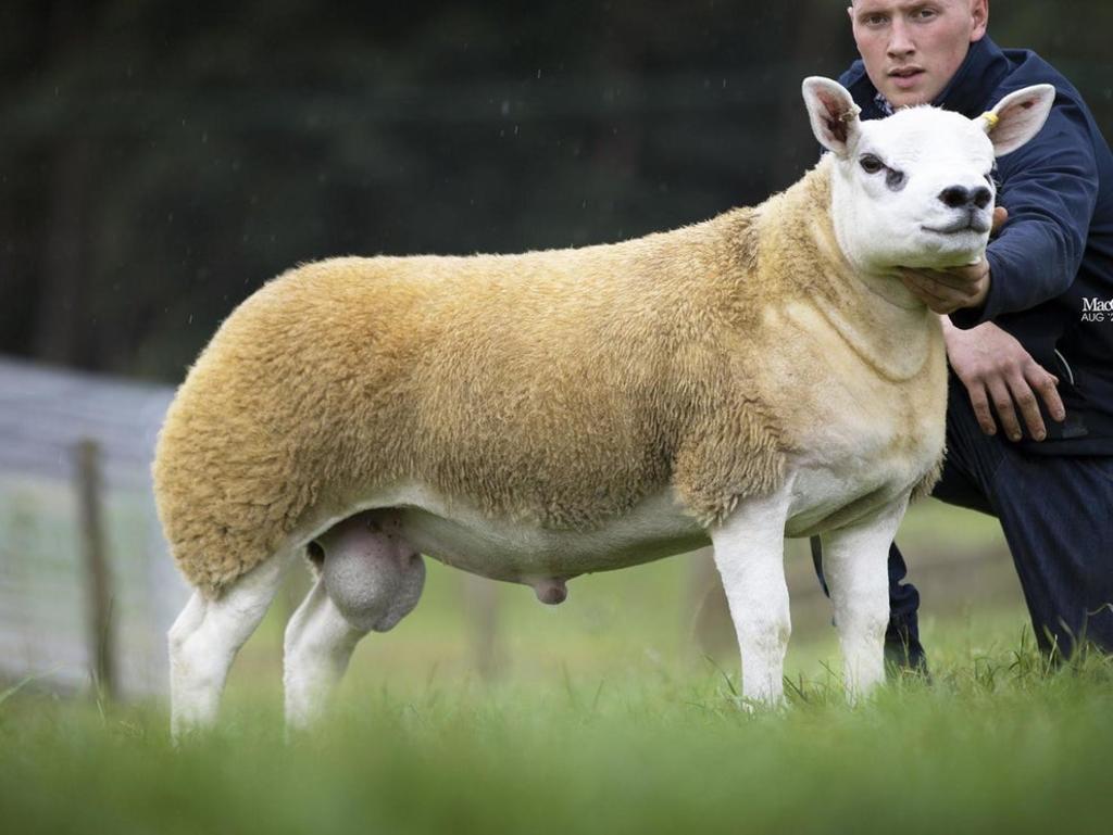Este tipo de ovejas son populares por la calidad de su carne. (INTERNET)
