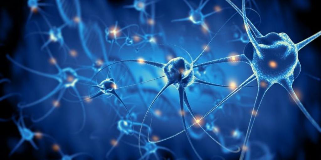 Científicos del Instituto de Neurociencias (UBNeuro) y del Instituto de Sistemas Complejos (UBICS), de la Universidad de Barcelona, descubrieron que estas neuronas se incorporaron al circuito neuronal biológico al ser trasplantadas en diminutos fragmentos del cerebro de un donante. (Especial) 