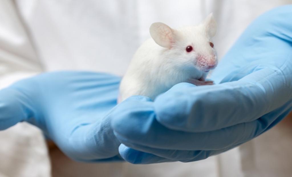 De acuerdo a los científicos que desarrollaron el estudio, los ratones son inmunes al COVID-19 (ESPECIAL) 